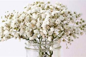 Send Baby's Breath Delivery: Bouquets & Beyond Safem Fabrication - Precision Engineering & Custom Manufacturing Solutions Send Baby's Breath Delivery: Bouquets & Beyond | Safem Fabrication - Precision Engineering & Custom Manufacturing Solutions