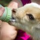 Raising Happy Bottle Baby Goats: A Complete Guide | Baby Care 101: Essential Tips for Happy, Healthy Babies
