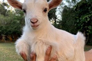 Find Adorable Baby Goats for Sale Near You Today! Baby Care 101: Essential Tips for Happy, Healthy Babies Find Adorable Baby Goats for Sale Near You Today! | Baby Care 101: Essential Tips for Happy, Healthy Babies