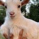 Find Adorable Baby Goats for Sale Near You Today! | Baby Care 101: Essential Tips for Happy, Healthy Babies