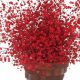 Discover Red Baby's Breath: Colors, Uses & Care | Baby Care 101: Essential Tips for Happy, Healthy Babies