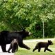 Decoding Baby Bear NYT Crosswords: A Beginner's Guide | Baby Care 101: Essential Tips for Happy, Healthy Babies