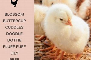 Adorable Baby Chick Names: A Comprehensive Guide Safem Fabrication - Precision Engineering & Custom Manufacturing Solutions Adorable Baby Chick Names: A Comprehensive Guide | Safem Fabrication - Precision Engineering & Custom Manufacturing Solutions