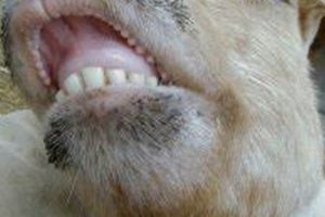 Help! Baby Goat's Loose Tooth: Won't Eat? [Tips] | Baby Care 101: Essential Tips for Happy, Healthy Babies