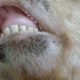 Help! Baby Goat's Loose Tooth: Won't Eat? [Tips] | Baby Care 101: Essential Tips for Happy, Healthy Babies