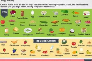 Baby Food for Dogs: Safe Treat or Risky Meal? Safem Fabrication - Precision Engineering & Custom Manufacturing Solutions Baby Food for Dogs: Safe Treat or Risky Meal? | Safem Fabrication - Precision Engineering & Custom Manufacturing Solutions