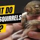 Baby Squirrels: What to Feed Them - Food List & Tips | Baby Care 101: Essential Tips for Happy, Healthy Babies