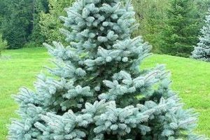 Grow a Baby Blue Eyes Spruce: Care & Beauty Tips! Safem Fabrication - Precision Engineering & Custom Manufacturing Solutions Grow a Baby Blue Eyes Spruce: Care & Beauty Tips! | Safem Fabrication - Precision Engineering & Custom Manufacturing Solutions