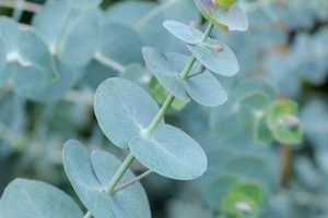 Buy Eucalyptus Baby Blue Today! Care & Uses Safem Fabrication - Precision Engineering & Custom Manufacturing Solutions Buy Eucalyptus Baby Blue Today! Care & Uses | Safem Fabrication - Precision Engineering & Custom Manufacturing Solutions