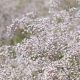 Find + Buy Baby's Breath Flowers: Best Places | Baby Care 101: Essential Tips for Happy, Healthy Babies