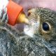 Best Baby Squirrel Food Guide & Feeding Tips | Baby Care 101: Essential Tips for Happy, Healthy Babies