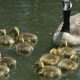 All About Baby Canada Geese: Gosling Care + Facts | Baby Care 101: Essential Tips for Happy, Healthy Babies