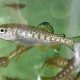 Little Wonders: Baby Rainbow Trout Care Tips | Baby Care 101: Essential Tips for Happy, Healthy Babies