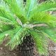 Growing a Thriving Baby Palm Tree: Care & Tips | Baby Care 101: Essential Tips for Happy, Healthy Babies