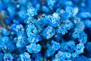 Stunning Blue Baby's Breath: Colors & Care Tips! Safem Fabrication - Precision Engineering & Custom Manufacturing Solutions Stunning Blue Baby's Breath: Colors & Care Tips! | Safem Fabrication - Precision Engineering & Custom Manufacturing Solutions