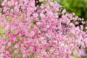 All About Pink Baby's Breath: Care & Symbolism Safem Fabrication - Precision Engineering & Custom Manufacturing Solutions All About Pink Baby's Breath: Care & Symbolism | Safem Fabrication - Precision Engineering & Custom Manufacturing Solutions