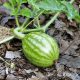 Grow Your Own: Delicious Baby Melons Guide! | Baby Care 101: Essential Tips for Happy, Healthy Babies