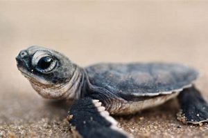 Protecting The Baby Turtle: Hatchling Survival Tips Safem Fabrication - Precision Engineering & Custom Manufacturing Solutions Protecting The Baby Turtle: Hatchling Survival Tips | Safem Fabrication - Precision Engineering & Custom Manufacturing Solutions