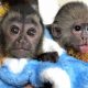 Warning: Baby Capuchin Monkey for Sale $100? Dangers! | Baby Care 101: Essential Tips for Happy, Healthy Babies
