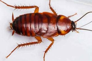What are Baby Roaches? Nymph ID & Control Tips Safem Fabrication - Precision Engineering & Custom Manufacturing Solutions What are Baby Roaches? Nymph ID & Control Tips | Safem Fabrication - Precision Engineering & Custom Manufacturing Solutions