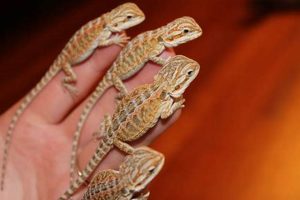 Caring for Your Baby Bearded Dragon: A Complete Guide Safem Fabrication - Precision Engineering & Custom Manufacturing Solutions Caring for Your Baby Bearded Dragon: A Complete Guide | Safem Fabrication - Precision Engineering & Custom Manufacturing Solutions
