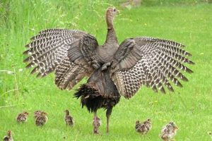 Raising Baby Turkey Poults: A Complete Guide Safem Fabrication - Precision Engineering & Custom Manufacturing Solutions Raising Baby Turkey Poults: A Complete Guide | Safem Fabrication - Precision Engineering & Custom Manufacturing Solutions