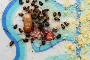 Identify Baby Roaches: Prevention & Control Tips Safem Fabrication - Precision Engineering & Custom Manufacturing Solutions Identify Baby Roaches: Prevention & Control Tips | Safem Fabrication - Precision Engineering & Custom Manufacturing Solutions