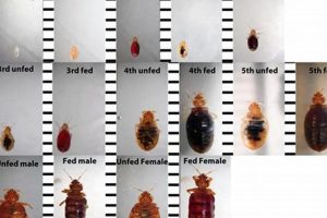 Little Baby Bed Bugs: ID & Control Tips! Safem Fabrication - Precision Engineering & Custom Manufacturing Solutions Little Baby Bed Bugs: ID & Control Tips! | Safem Fabrication - Precision Engineering & Custom Manufacturing Solutions