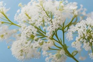 Unveiling: Baby's Breath Flower Meaning + Symbolism Safem Fabrication - Precision Engineering & Custom Manufacturing Solutions Unveiling: Baby's Breath Flower Meaning + Symbolism | Safem Fabrication - Precision Engineering & Custom Manufacturing Solutions