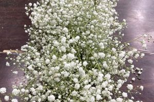 DIY Baby's Breath Garland: Decor & Wedding Ideas Safem Fabrication - Precision Engineering & Custom Manufacturing Solutions DIY Baby's Breath Garland: Decor & Wedding Ideas | Safem Fabrication - Precision Engineering & Custom Manufacturing Solutions