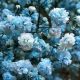 Discover Baby's Breath Color: Hues, Uses &amp; More! | Baby Care 101: Essential Tips for Happy, Healthy Babies