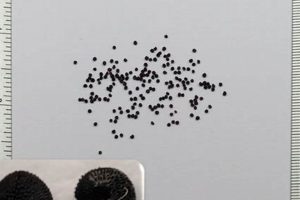 Buy Baby's Breath Seeds: Plant & Grow Tips Safem Fabrication - Precision Engineering & Custom Manufacturing Solutions Buy Baby's Breath Seeds: Plant & Grow Tips | Safem Fabrication - Precision Engineering & Custom Manufacturing Solutions