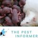 Rat Babies: How Many Babies Can a Rat Have? &amp; More | Baby Care 101: Essential Tips for Happy, Healthy Babies