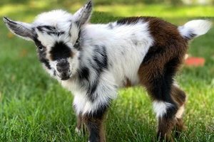 Tiny Treasures: Baby Goats for Sale in Cobleskill, NY! Safem Fabrication - Precision Engineering & Custom Manufacturing Solutions Tiny Treasures: Baby Goats for Sale in Cobleskill, NY! | Safem Fabrication - Precision Engineering & Custom Manufacturing Solutions