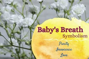Unveiling Baby's Breath Meaning: Symbolism & Uses Safem Fabrication - Precision Engineering & Custom Manufacturing Solutions Unveiling Baby's Breath Meaning: Symbolism & Uses | Safem Fabrication - Precision Engineering & Custom Manufacturing Solutions