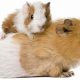 Cavy Kids: Caring for Your Baby Guinea Pig Pups | Baby Care 101: Essential Tips for Happy, Healthy Babies