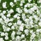 Baby's Breath &amp; Similar: Delicate Bloom Alternatives | Baby Care 101: Essential Tips for Happy, Healthy Babies
