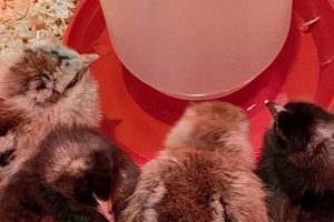 Easy Baby Chick Care Tips: Thriving From Day One! Safem Fabrication - Precision Engineering & Custom Manufacturing Solutions Easy Baby Chick Care Tips: Thriving From Day One! | Safem Fabrication - Precision Engineering & Custom Manufacturing Solutions