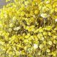 Buy Radiant Yellow Baby's Breath: Care & Design | Baby Care 101: Essential Tips for Happy, Healthy Babies