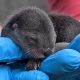 Zoo Miami Baby River Otters: Cuteness Overload! | Baby Care 101: Essential Tips for Happy, Healthy Babies
