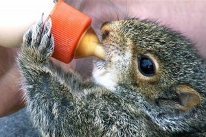 Best Baby Squirrel Food Guide & Feeding Tips Safem Fabrication - Precision Engineering & Custom Manufacturing Solutions Best Baby Squirrel Food Guide & Feeding Tips | Safem Fabrication - Precision Engineering & Custom Manufacturing Solutions