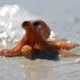 Tiny Octopus Baby: Secrets & Care for Octopod Hatchlings | Baby Care 101: Essential Tips for Happy, Healthy Babies