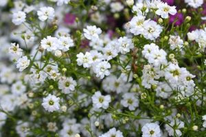 Grow Gorgeous Annual Baby's Breath: Care & Uses Safem Fabrication - Precision Engineering & Custom Manufacturing Solutions Grow Gorgeous Annual Baby's Breath: Care & Uses | Safem Fabrication - Precision Engineering & Custom Manufacturing Solutions