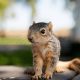 Baby Squirrels: What Are Kits Called? [Explained] | Baby Care 101: Essential Tips for Happy, Healthy Babies