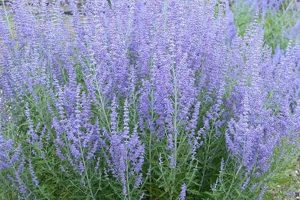 Grow Gorgeous Blue Jean Baby Russian Sage - Tips & Care Safem Fabrication - Precision Engineering & Custom Manufacturing Solutions Grow Gorgeous Blue Jean Baby Russian Sage - Tips & Care | Safem Fabrication - Precision Engineering & Custom Manufacturing Solutions