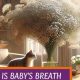 Is Baby's Breath Safe for Cats? + Tips &amp; Care | Baby Care 101: Essential Tips for Happy, Healthy Babies
