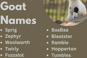 Cute Baby Goat Names: Ideas & Inspiration Safem Fabrication - Precision Engineering & Custom Manufacturing Solutions Cute Baby Goat Names: Ideas & Inspiration | Safem Fabrication - Precision Engineering & Custom Manufacturing Solutions
