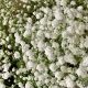 Buy Baby's Breath Bunch Online: Delivery + Care Tips | Baby Care 101: Essential Tips for Happy, Healthy Babies