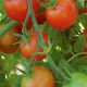 Grow the Best: Sweet Baby Girl Tomato Secrets | Baby Care 101: Essential Tips for Happy, Healthy Babies