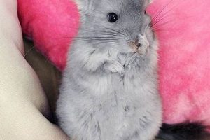 Cuteness Overload: Baby Chinchillas Care Tips & Guide Baby Care 101: Essential Tips for Happy, Healthy Babies Cuteness Overload: Baby Chinchillas Care Tips & Guide | Baby Care 101: Essential Tips for Happy, Healthy Babies